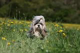 SHIH TZU 270